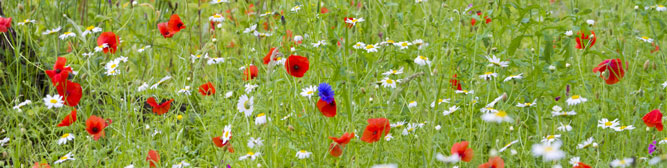 poppies